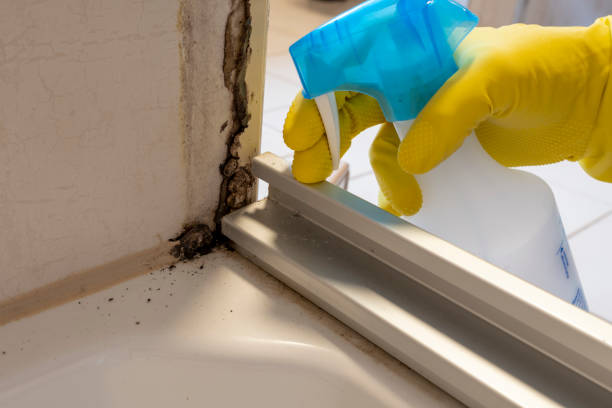 Best Residential Mold Removal  in Valencia, NM
