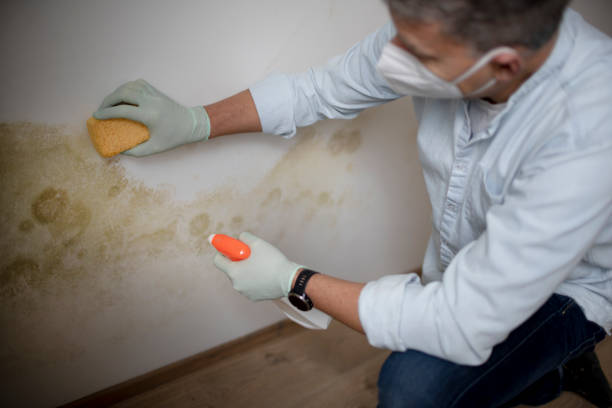 Crawl Space Mold Removal in Valencia, NM