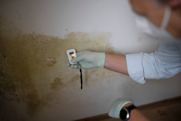 Best Affordable Mold Removal  in Valencia, NM