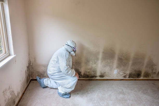 Best Local Mold Removal Service  in Valencia, NM