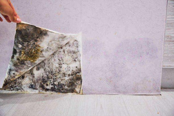 Trusted Valencia, NM Mold Removal Experts
